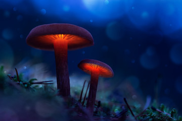 Glowing mushrooms in a fairy forest. The magic world of mushrooms