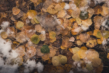 Autumn leaves on a mountain trail covered in snow. 