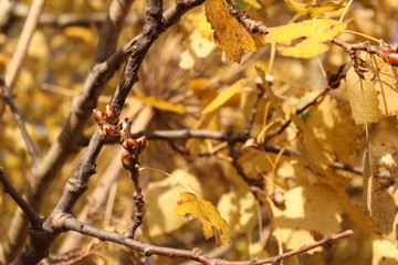 autumn leaves on tree