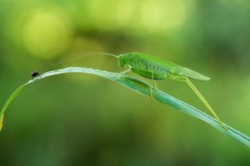 INSETTI, MACROFOTOGRAFIA