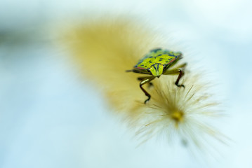 INSETTI, MACROFOTOGRAFIA