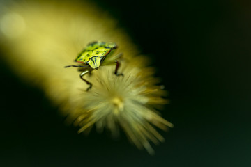 INSETTI, MACROFOTOGRAFIA