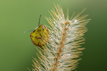 INSETTI, MACROFOTOGRAFIA