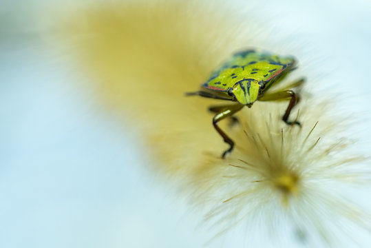 INSETTI, MACROFOTOGRAFIA