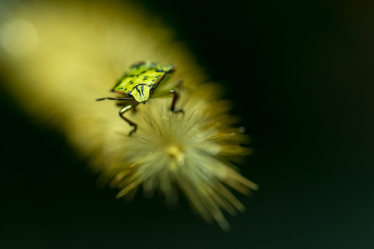 INSETTI, MACROFOTOGRAFIA