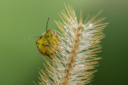 INSETTI, MACROFOTOGRAFIA