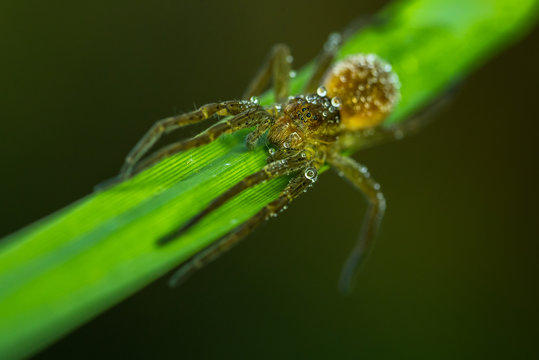 INSETTI, MACROFOTOGRAFIA
