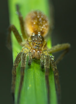 INSETTI, MACROFOTOGRAFIA