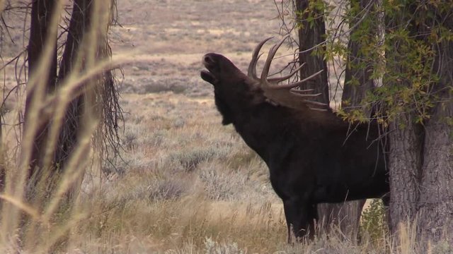 Rutting Bull Moose in Autumn