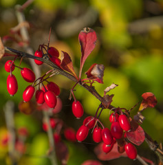 Obraz premium Cornus fruit .Dogwood berries are hanging on a branch of dogwood tree. Cornel, Cornelian Cherry Dogwood.