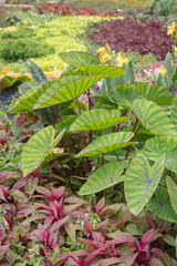 Elephant Ears Garden, room for copy