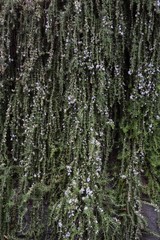 Obraz premium Rosemary