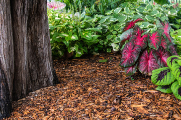 Hostas in Woods, room for copy