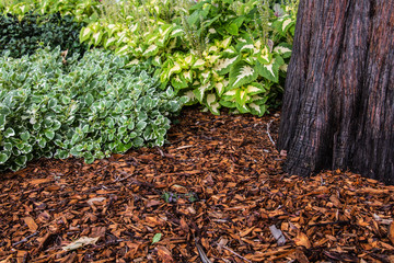 Forest Foliage, room for copy