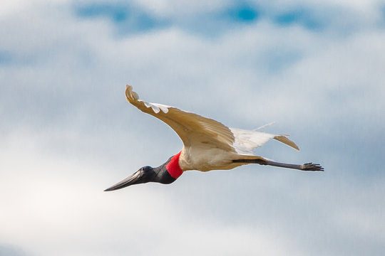 Jabiru