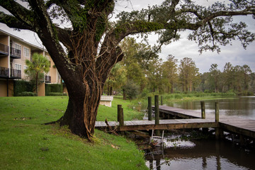 Stripped tree after hurricane Michael