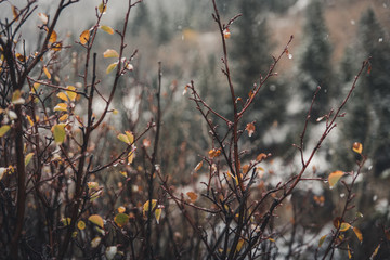 A close up on fall plants during a snow storm in the mountains. 