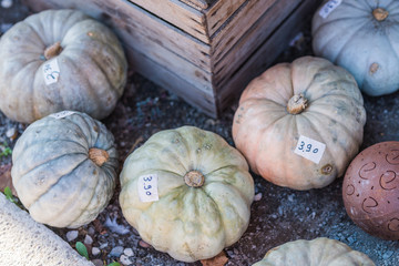 a lot of blue, white and green pumpkins  "istanbul" on the farmer market