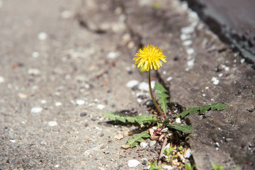 A yellow dandelion plant grows through a crack in a concrete, asphalt road. the flower grows through asphalt, fight for life. power and love