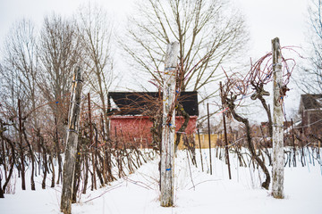 Hibernating Vineyard