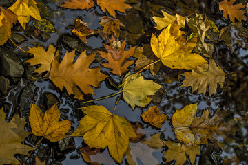 Autumn leaves  on water surface.  Golden Autumn. Colorful autumn leaves.   Autumn background.  