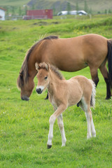 Fototapeta premium Islandpferde: Stute mit Fohlen auf saftig grünen Wiesen im Süden Islands