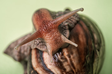 eyes and antennae are close-ups of Achatina close-up macro photo on spreading background. texture of slug. snail macrophotography