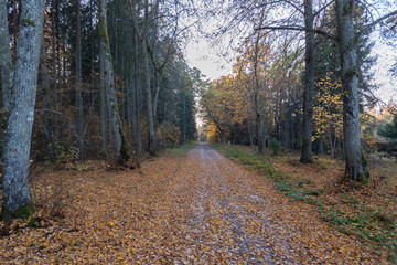 road in the forest