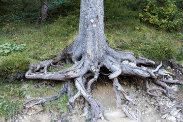 Baumwurzel