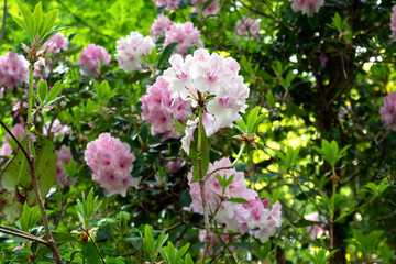Pink Rhododendron Flower