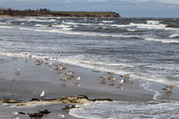 Möven am Strand bei Starkwind