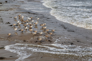 Möwen, Strand, Küste, See