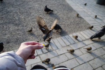 feed the birds sparrow with hands closeup