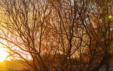 naked trees in autumn at sunset time like background