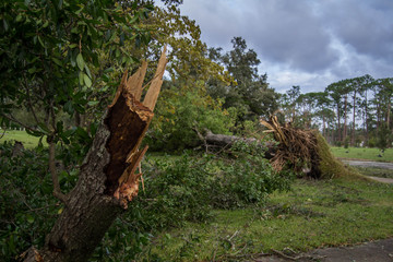 Tree fallen after hurricane Michael
