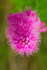 Fluffy pink flower Spiraea douglasii close up 