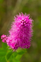 Fluffy pink flower Spiraea douglasii close up 