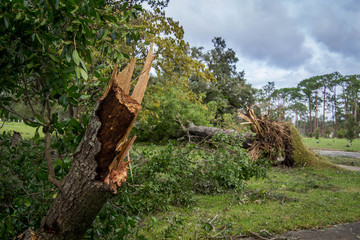 Fototapeta premium Tree fallen after hurricane Michael