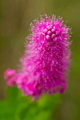 Fluffy pink flower Spiraea douglasii close up 