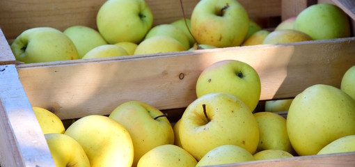 Golden Delicious, Verkauf direkt ab Hof