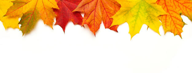 Frame of multicolored maple leaves on white Background