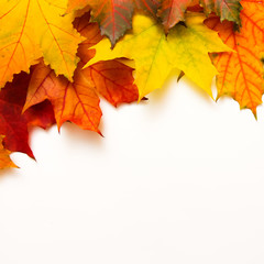 Frame of multicolored maple leaves on white Background