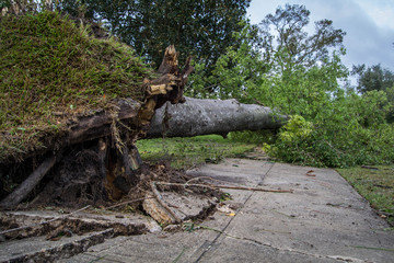 Tree fallen after hurricane Michael