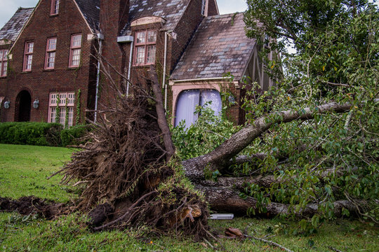 Tree fallen after hurricane Michael