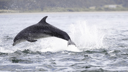 Jumping (breaching) Wild bottlenose dolphin tursiops truncatus..