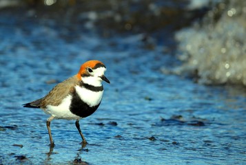 Two-banded Plover