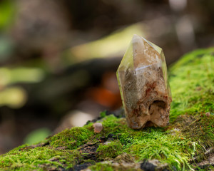 Natural polished shamanic dream quartz point with various inclusions on moss, bryophyta and bark, rhytidome in forest preserve.