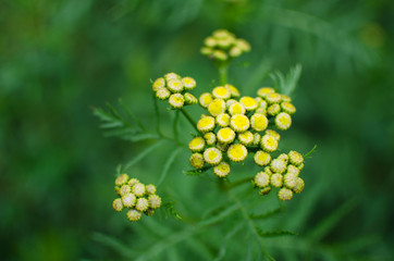 inflorescence yellow tansy closeup