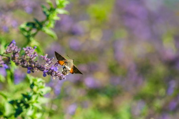 Hummingbird hawk-moth, Macroglossum stellatarum, buzzing around blue flowers sampling nectar, sunny autumn day in a garden, blurry purple and green background, pastel colors, copy space