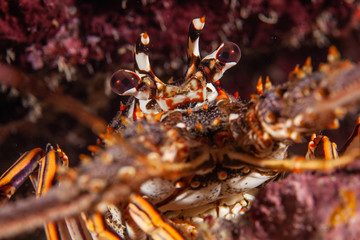 Close up of lobster face on coral reef